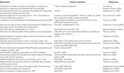 Adhesion of Dictyostelium Amoebae to Surfaces: A Brief History of Attachments